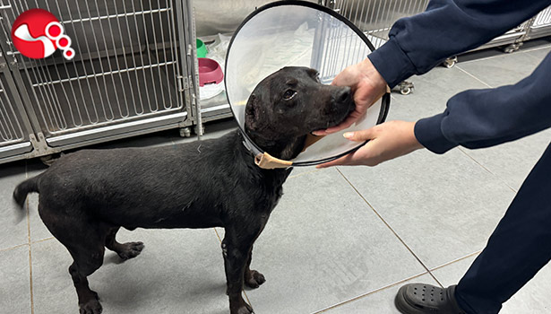 Köpeğin kulağı ampute edildi