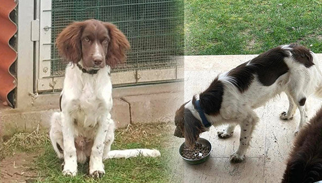 ‘Kubi’yi bulan ödüllendirilecek…