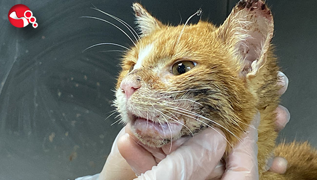 Gün geçtikçe sağlığına kavuşuyor