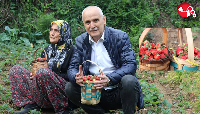 İlk çilek hasadı yapıldı