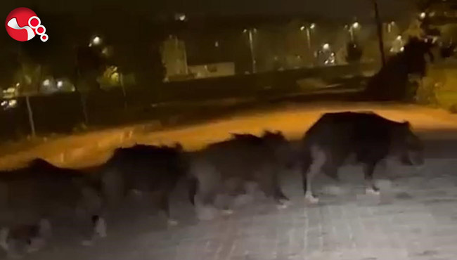 Domuzlar aç kalınca...