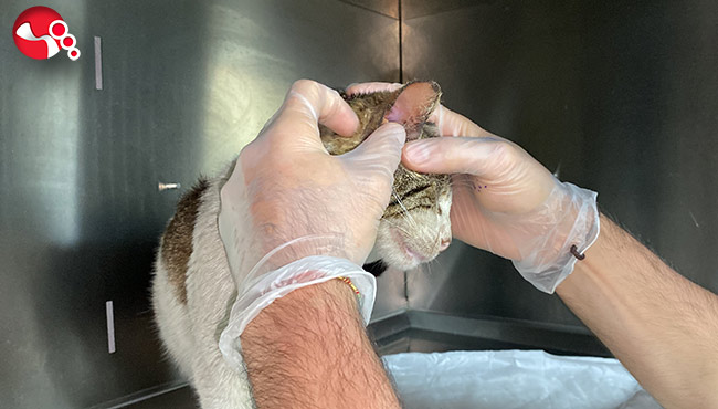 Veteriner kliniğine kendisi gitti…