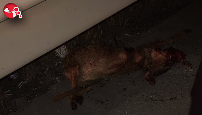 Çakala çarparak devrildi: Zincirleme kaza...