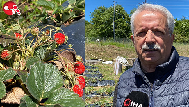 Tadı, kokusu ve aromasıyla tarlada alıcı buluyor