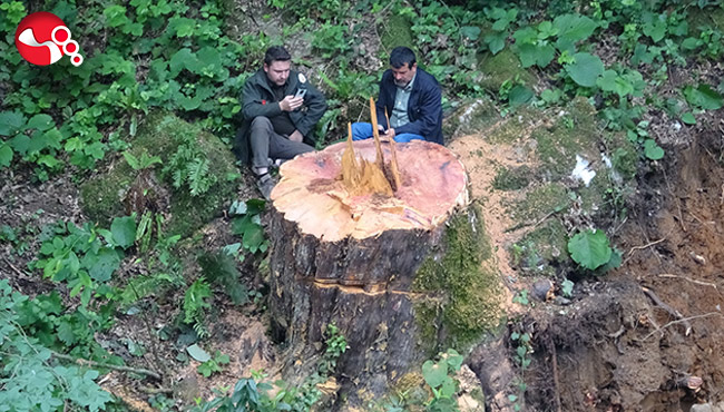 1183 yaşındaki ağaçla ilgili valilikten açıklama...