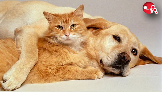 Yasalar öldürmez yaşatır!....