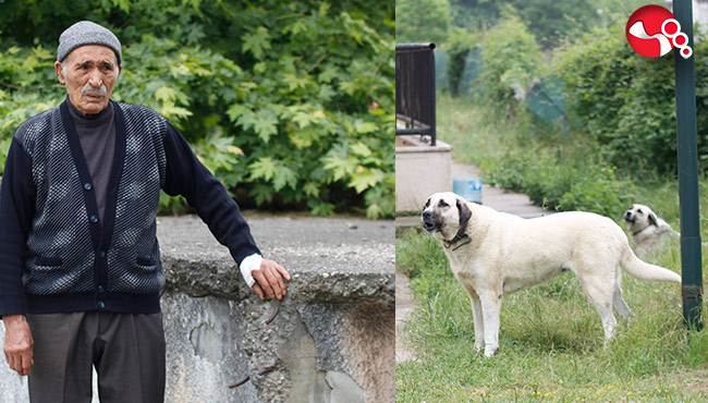 Başıboş köpeklerin saldırısına uğradı: O an neler yaşadı?