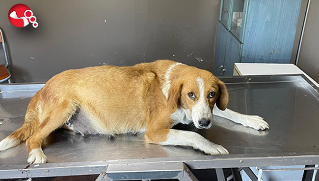 Hamile köpeği terk ettiler