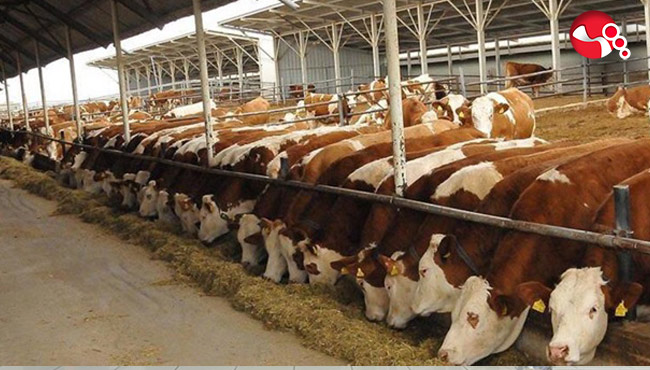 Başvurular başladı!...