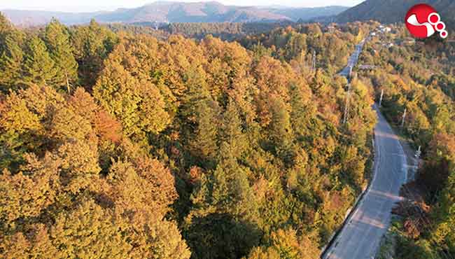 Ormanlara girişler yasaklandı