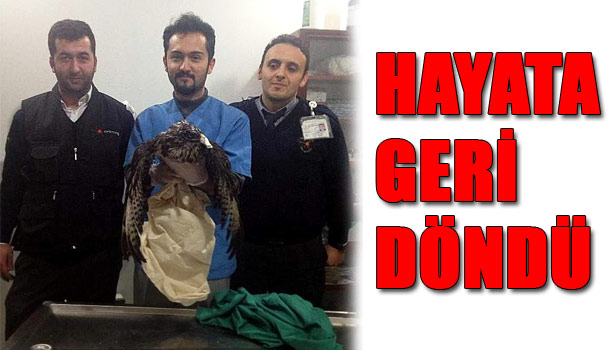 TRAFİK KAZASI GEÇİREN ŞAHİN, İYİLEŞTİRİLİP DOĞAYA SALINDI