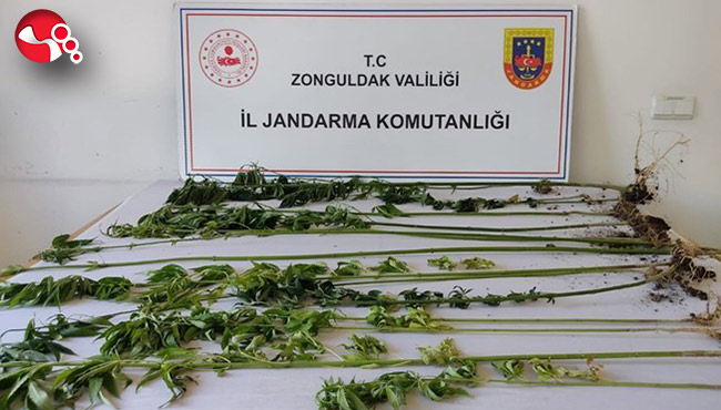 16 kök kenevir bitkisi ele geçirildi