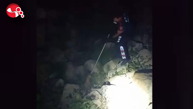 Yaralı tilki tedavi altına alındı