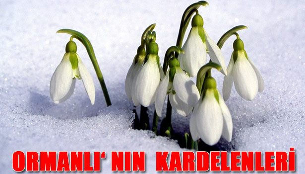 ORMANLI'DA GÜZEL ŞEYLER OLUYOR