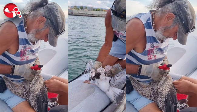 Gagasına misina dolanan martıyı yelken kulübü yöneticileri kurtardı