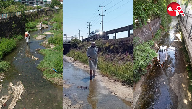 Tek tek ilaçlanıyor....