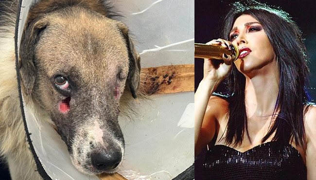 Ünlü sanatçı Hande Yener sahiplendi!...