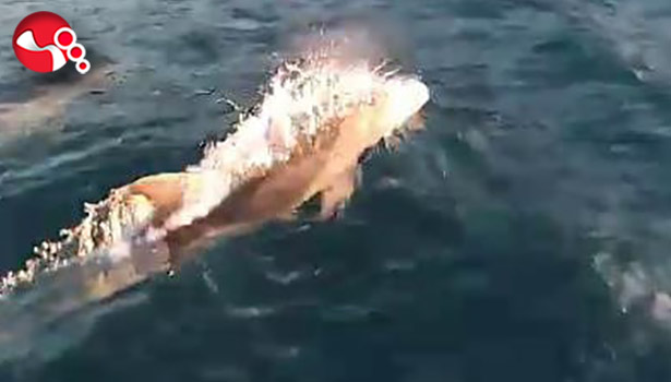 Adeta görsel şölen!....