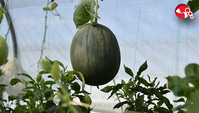 Yerel Tohum Projesinde Hasat Dönemi...