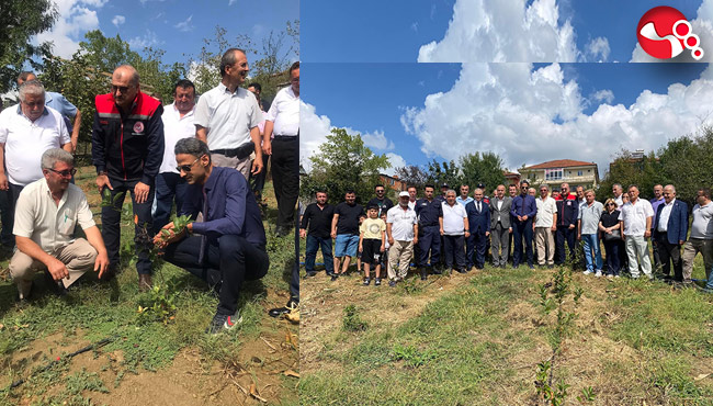 Kaymakam Kaya, aronya meyvesi ilk hasadını yaptı