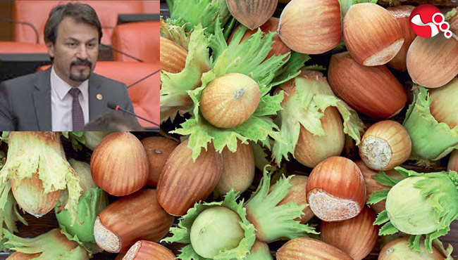 Milletvekili Ertuğrul'dan fındık alım fiyatına yönelik açıklamalar...