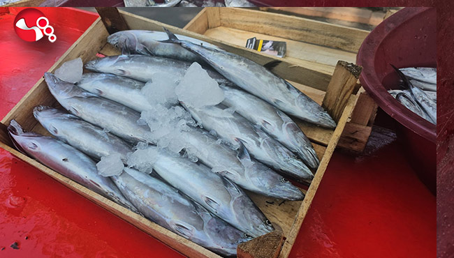 Balıkçılar palamuttan umutlu