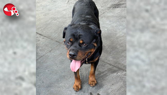 Her yerde aranıyordu!