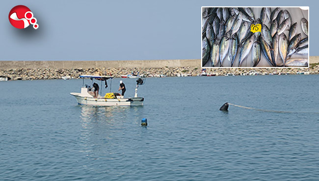 "Bu sene vatandaşlarımız gerçekten balık yiyecekler"