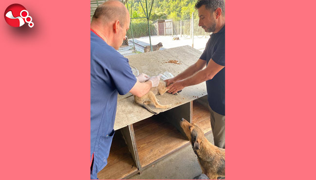 Devrek'te ortak çalışma