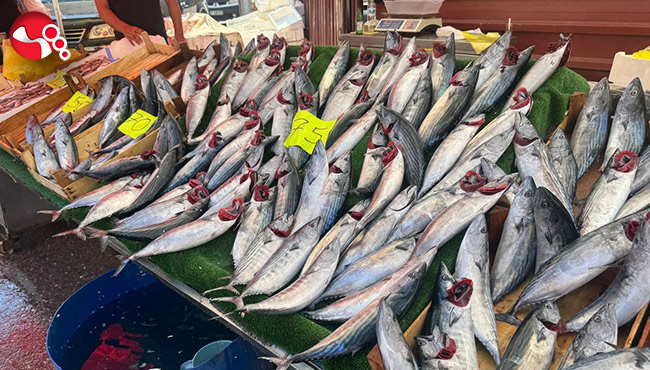 Palamut fiyatları 75 TL.