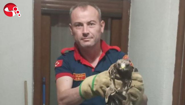 Eve şahin girdi,panik yarattı