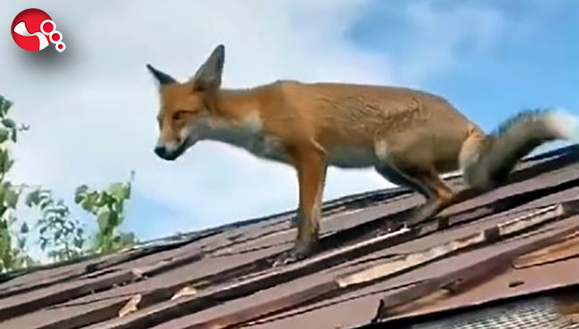 Yolunu şaşırdı, çatıya çıktı