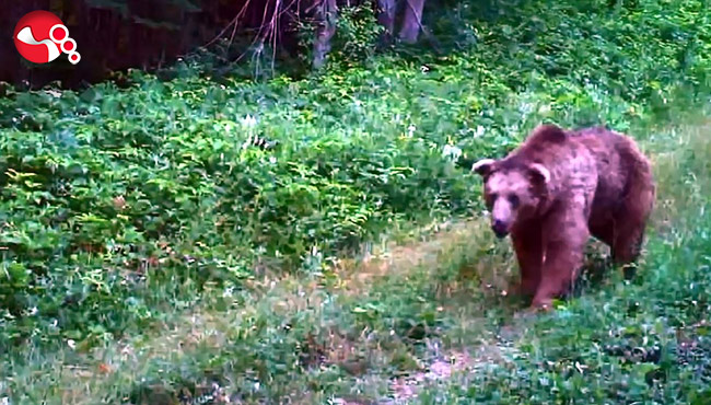 Fotokapanlarla izleniyorlar