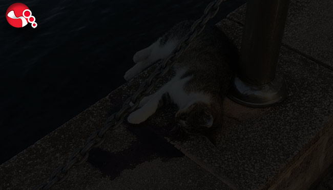 Kanları gören polisi aradı:Tepki gösterdiler