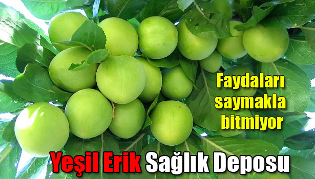 YEŞİL ERİĞİN FAYDALARI