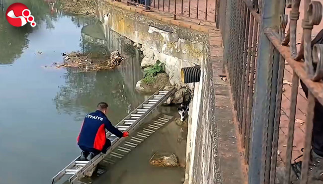 Çaya düştü… Yardım çağrısına itfaiye yetişti…