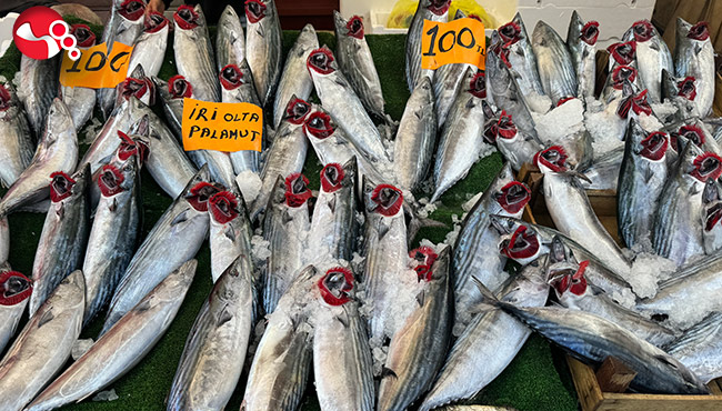 Tezgahın en ucuz balığı palamut oldu