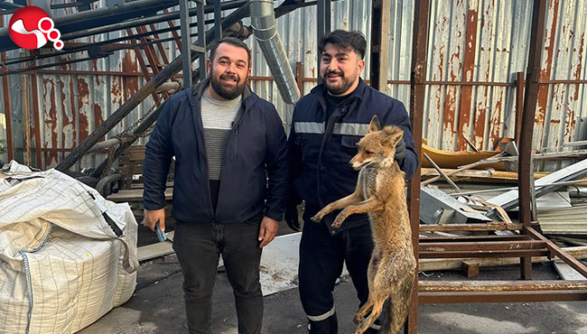 Köpeklerin saldırısına uğramıştı