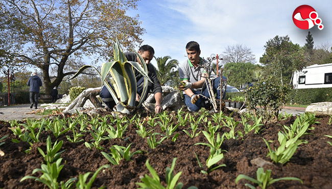 500 bin çiçek toprakla buluştu...