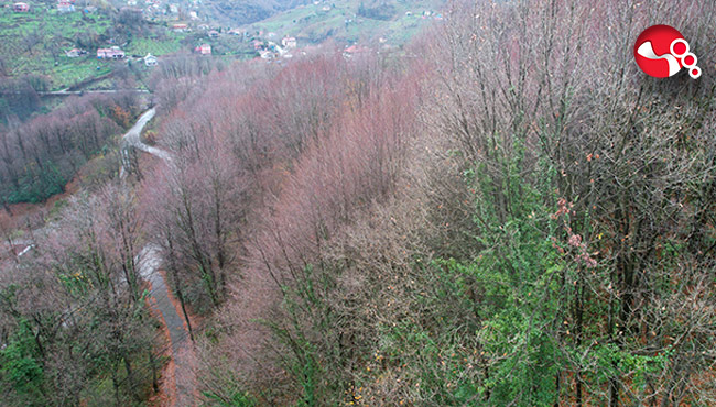Ormanlarında sonbahardan kışa geçiş güzelliği...