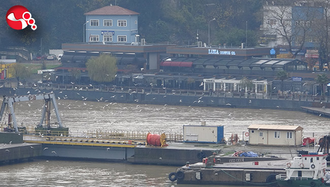 Liman sarıya boyandı