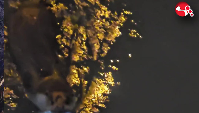 Su samuru görüntülendi