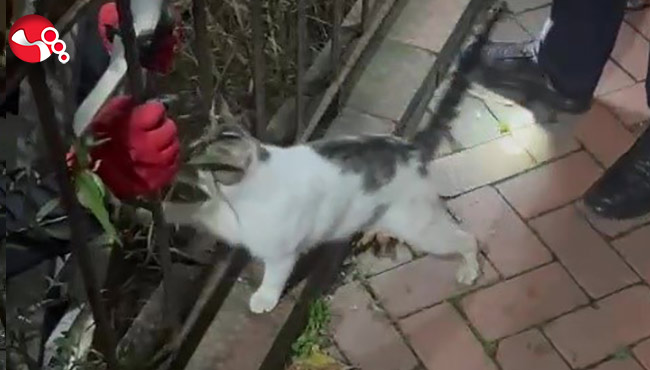 Bir ayda 3 kez kuyuya düştü