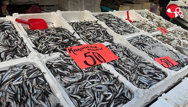 Hamsi ve istavrit bollaştı