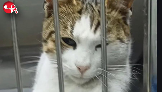 Bu güzel kediyi sahiplenmek ister misiniz?