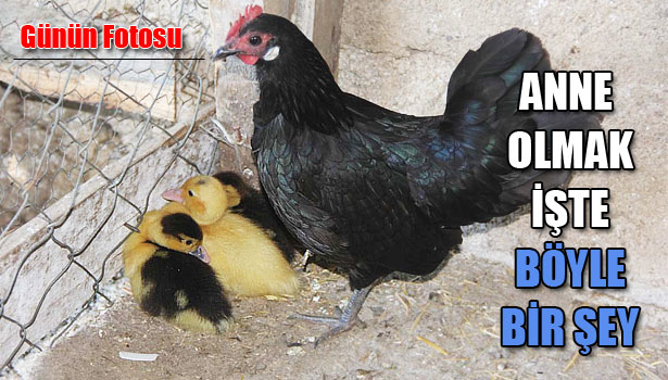 ANNELERİNİ TİLKİ YEDİ, YENİ ANNE BİR TAVUK OLDU