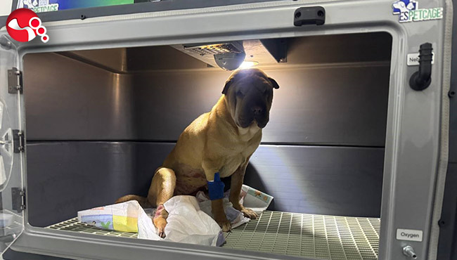 Köpeğin karnından bakın ne çıktı?