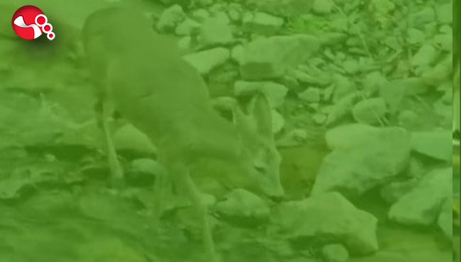 Nesli tükenmek üzere...