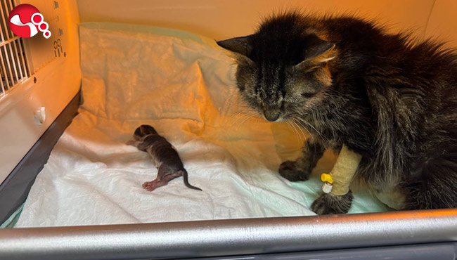 Sütanne bulunmazsa ölecek…