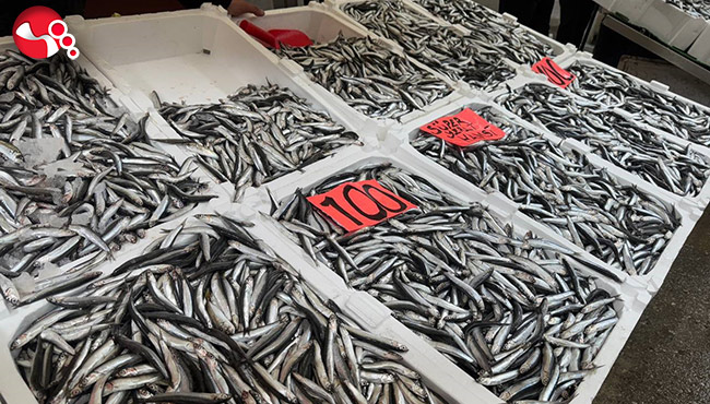 Zonguldak’ta hamsi fiyatı düştü!